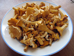 Geputzte Pfifferlinge