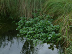Brunnenkresse am Wasserloch