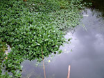 Rankenartig wächst sie ins Wasser Rankenartig wächst sie ins Wasser