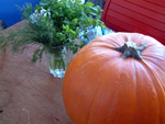Groß, orange und … lecker.