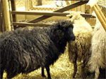 Das schwarze Schaf