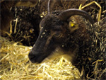 Da schüttelts einen Ziegenbock